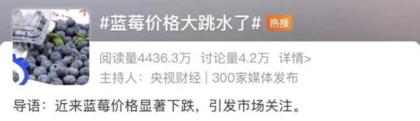 “贵族水果”价格大跳水 蓝莓自由时代来临